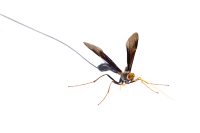 Black Giant Ichneumonid Wasp